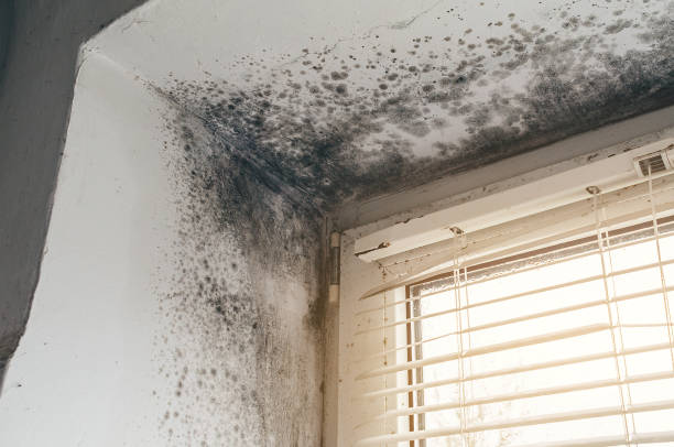 Mold Removal service in Longmont