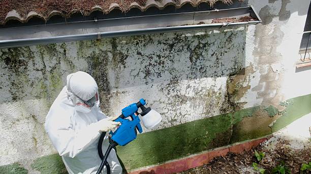 Mold Remediation service in Longmont, Longmont, CO